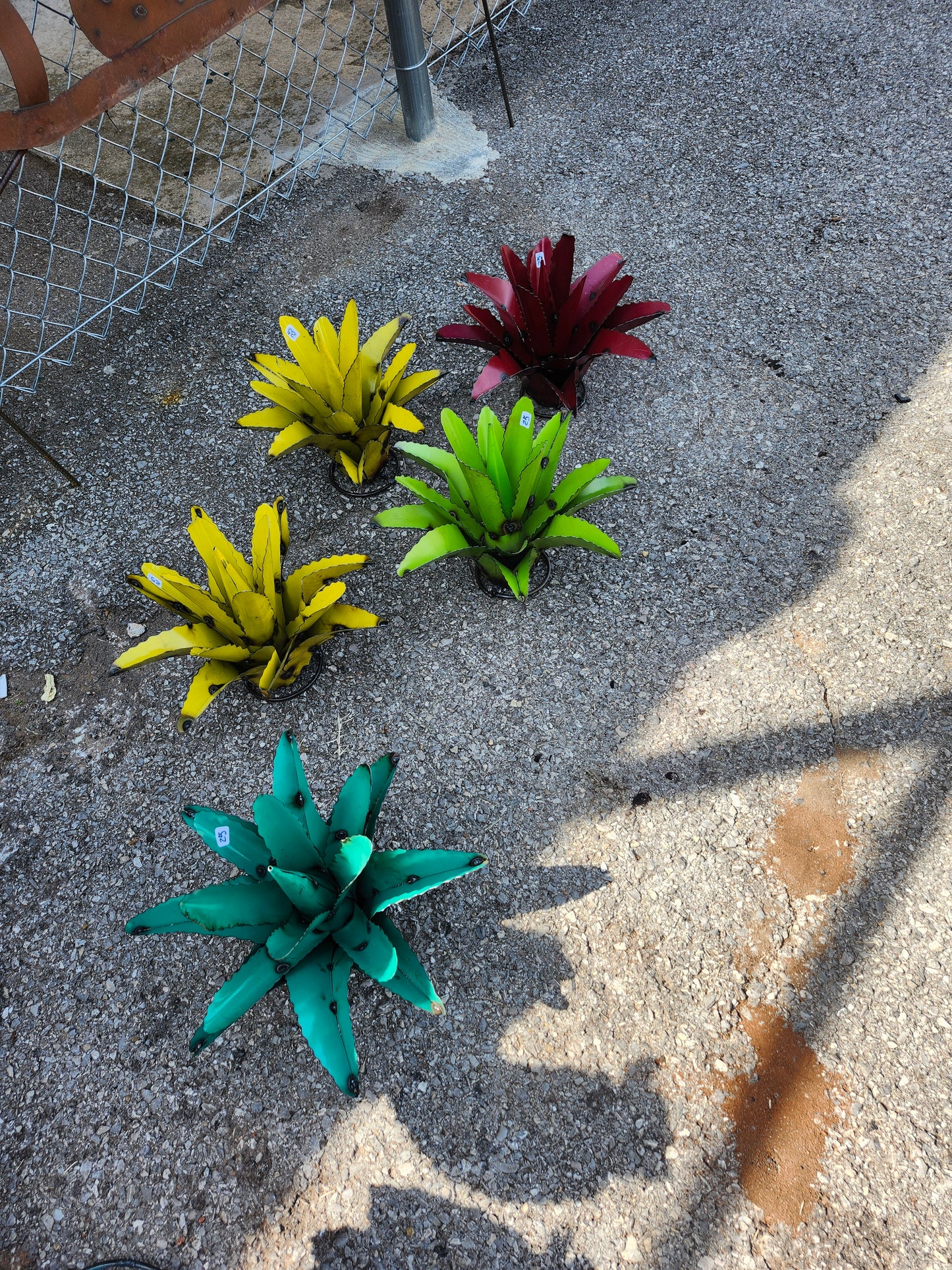 Small Agave Cactus