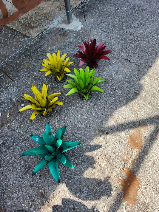 Small Agave Cactus
