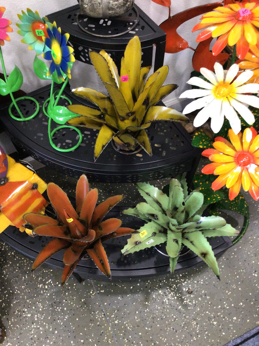 Small agave
